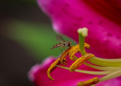 Close up of Bee on Flowers