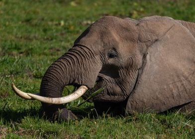 Elephant Portrait In Swamp