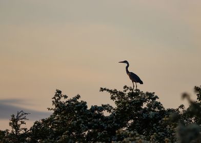 Heron looking over Sunset