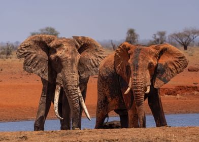 2 Elephants At Waterhole