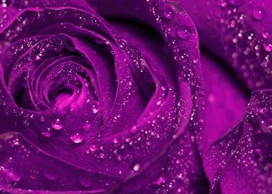 Purple rose in water drops