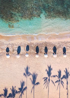 Beach and palms Hawaii