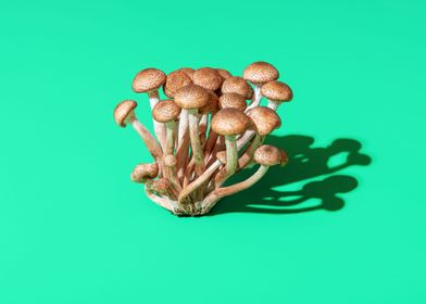 Wild mushrooms bouquet