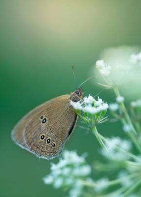 Butterfly, green meadow