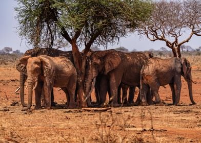 Small Herd Of Elephants