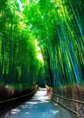 Bamboo forest in Kyoto