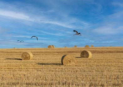 Flying storks over a field