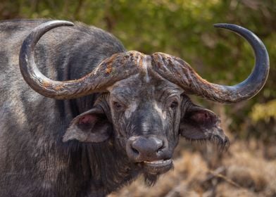 African Buffalo Portrait