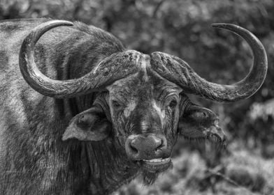 African Buffalo Portrait