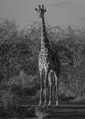 Giraffe Enjoys Sunset