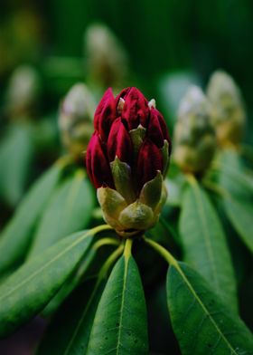 Rhododendron Plant