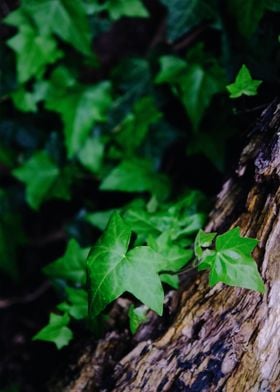 Tree Trunk With Ivy Plant