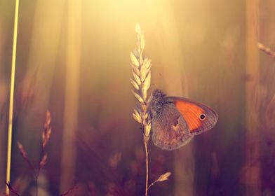 Butterfly, macro, meadow