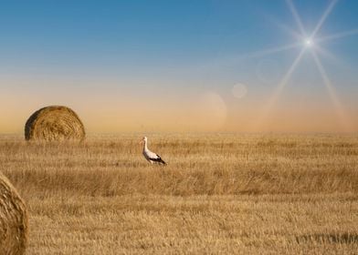 The  white stork 