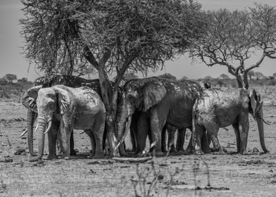 Small Herd Of Elephants