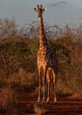 Giraffe Enjoys Sunset