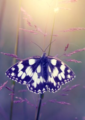 Butterfly, summer meadow