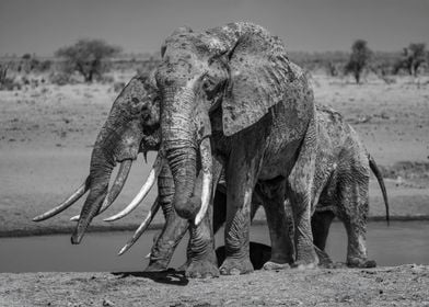 3 Elephants At Waterhole