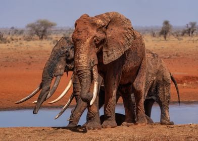 3 Elephants At Waterhole