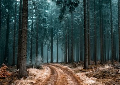 Magical foggy forest