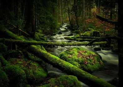 Mossy forest with creek