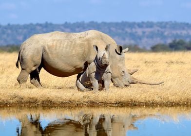 Rhino family