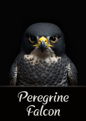 Peregrine Falcon