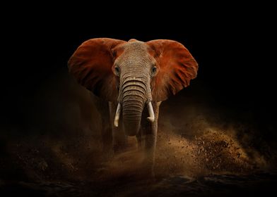 Elephant in dust
