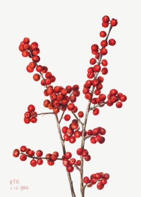 Winterberry Ilex verticil