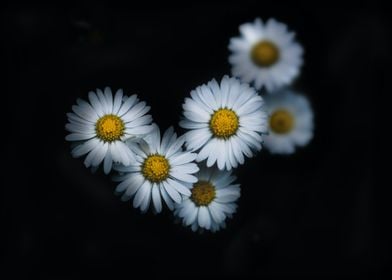 White Daisies