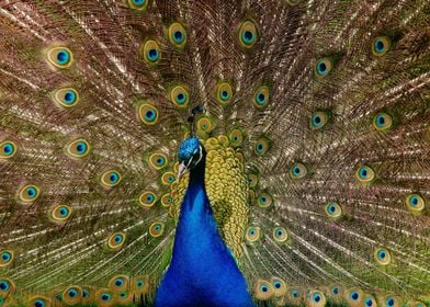 Peacock Wallpapers