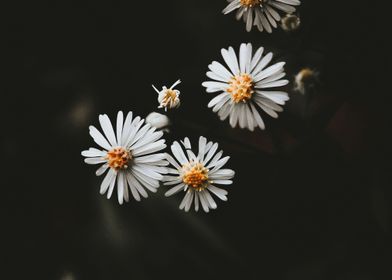 Close up White Flowers