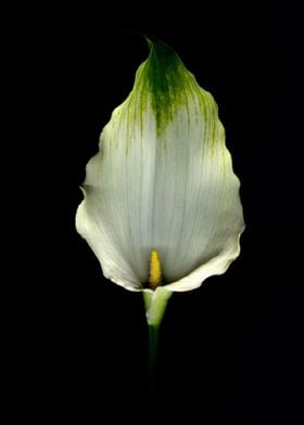 White and Green Laceleaf