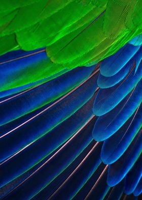 Feather Close up 