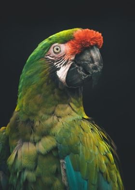 Parrot