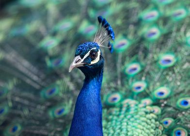 Blue Peacock