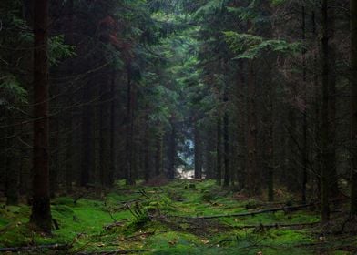 Tunnel in the forest