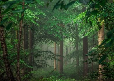 Beautiful forest landscape