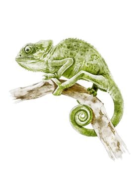 Green Chameleon Watercolor