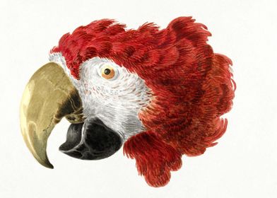 Head of a Macaw