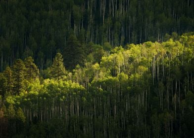 Green forest landscape