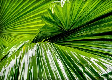 palm leaves