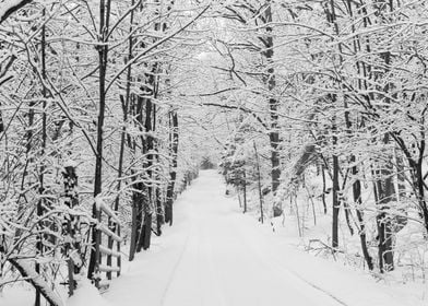 Snowing in forest