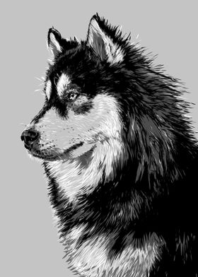 wolf  