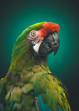 Green and red parrot