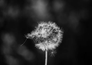 Dandelion