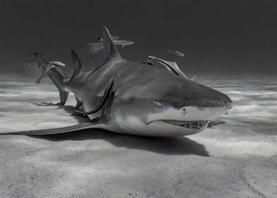 Relaxing Lemon Shark