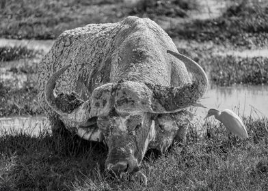 Grazing African Bufalo