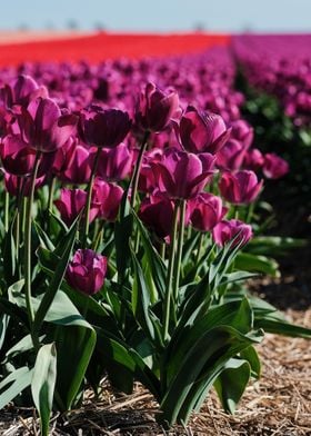 Endless Field Of Tulips