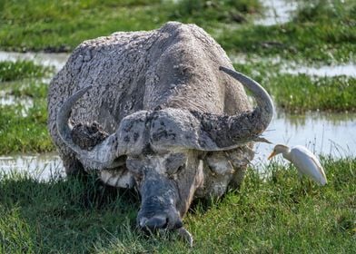 Grazing African Bufalo